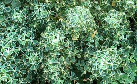 Leafy foliage of Andean tubers